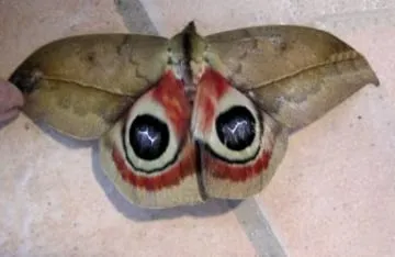 devil moth open