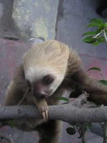 sloth climbing